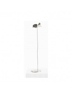 PAPAVERO DELICATO  -... 2