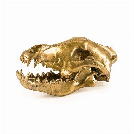 Wunderkammer Wolf Skull