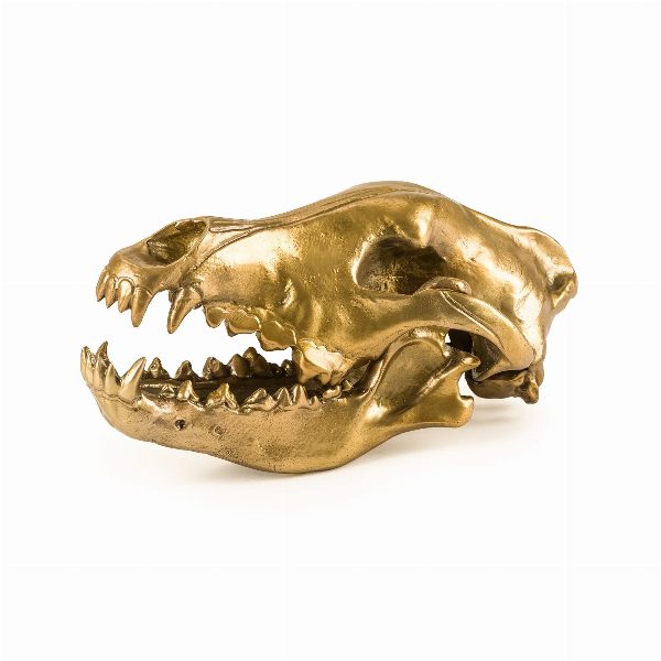 Wunderkammer Wolf Skull