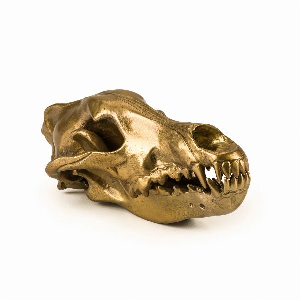 Wunderkammer Wolf Skull