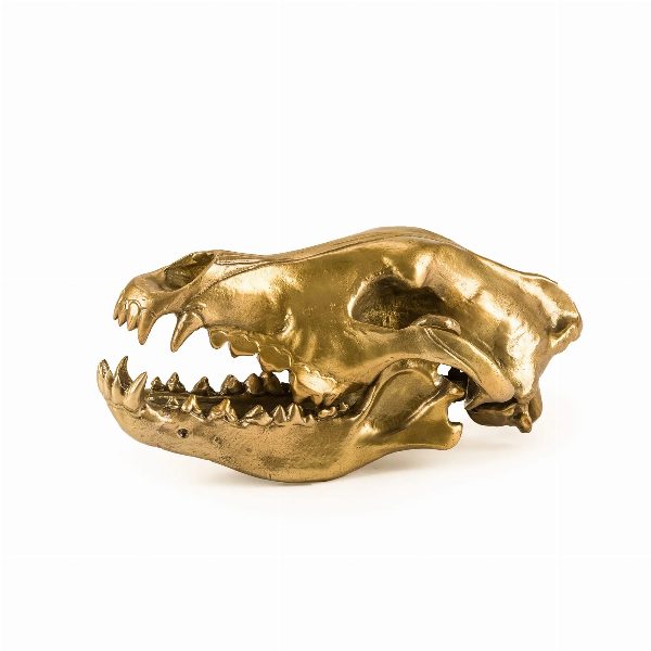 Wunderkammer Wolf Skull