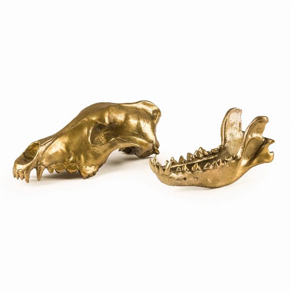 Wunderkammer Wolf Skull