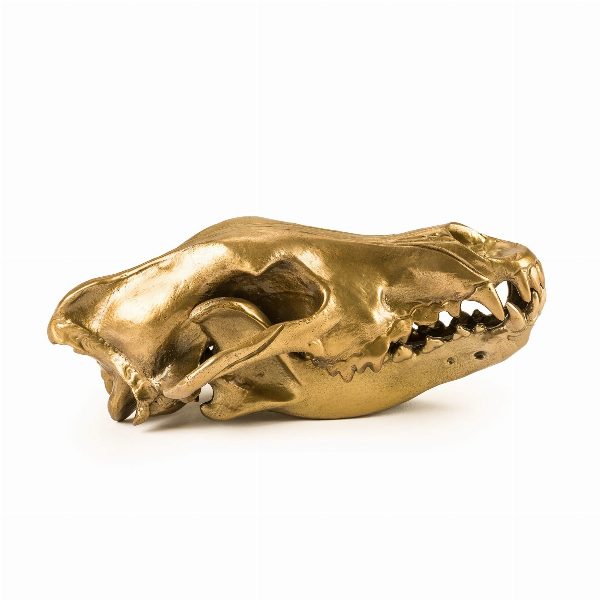 Wunderkammer Wolf Skull