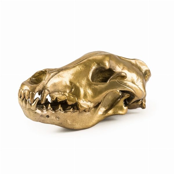 Wunderkammer Wolf Skull