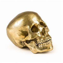 Wunderkammer Human Skull