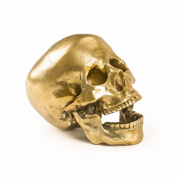 Wunderkammer Human Skull