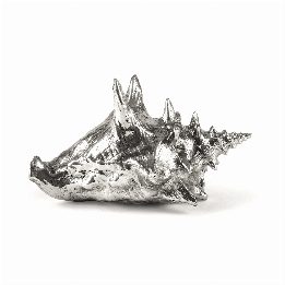 Wunderkammer Shell