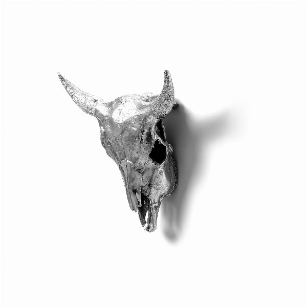 Wunderkammer Bison Skull